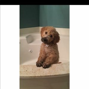 Meet your Posher, Lori